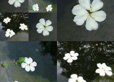 Jour 4 du Deep Live Gathering : jour du silence